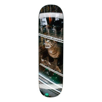 Bodega Cat - 8.5